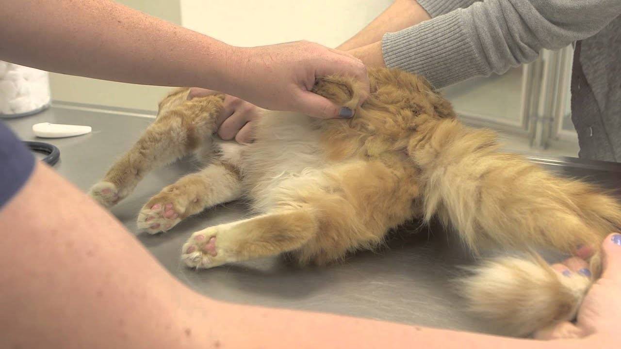 Запор у кошки после стерилизации, что делать?