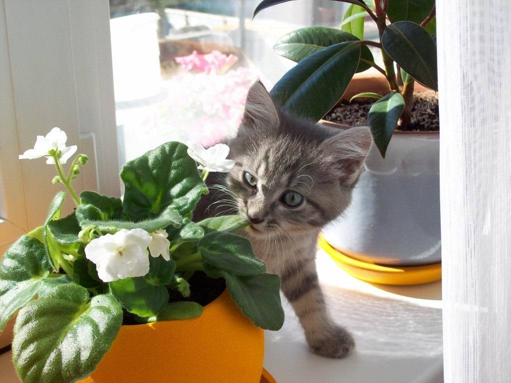 Почему кошки так любят есть домашние цветы