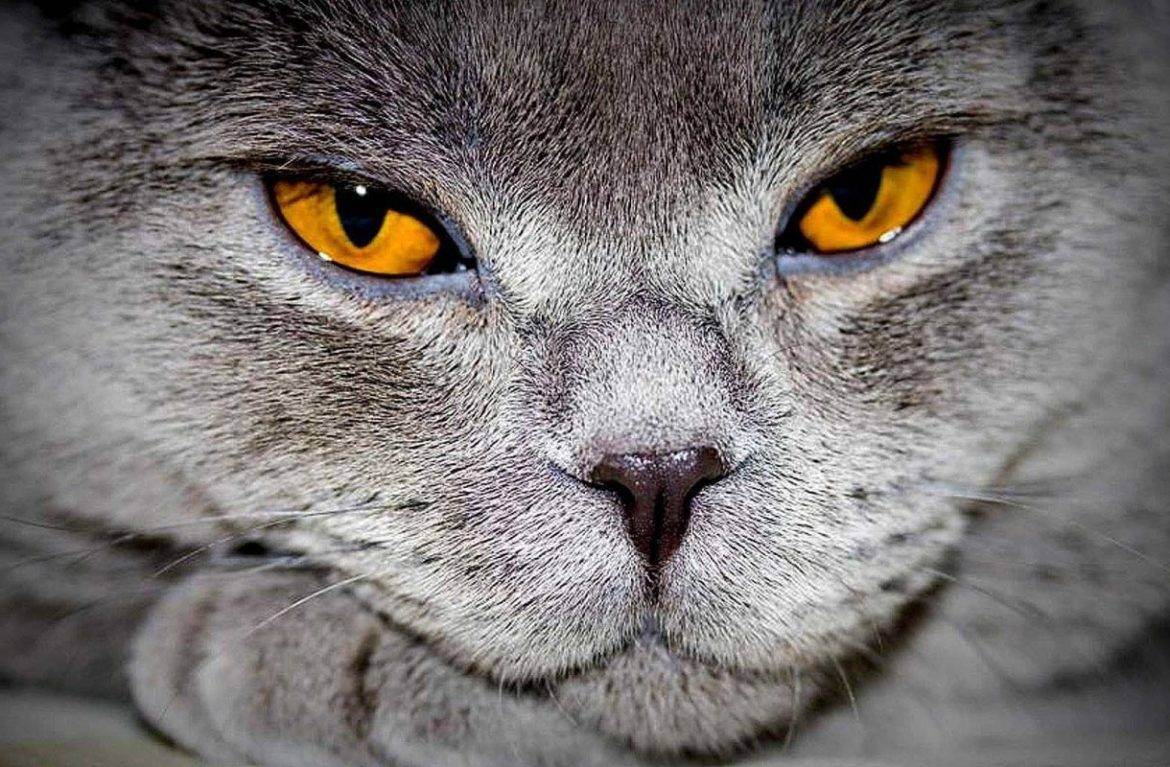 Слезятся глаза у британской кошки: что делать?
