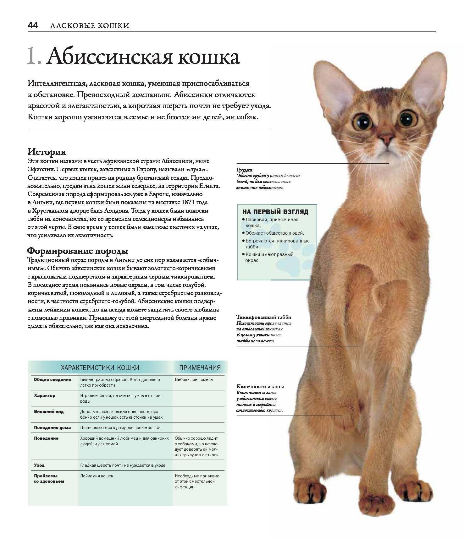 Кошка которая не линяет: список и особенности пород