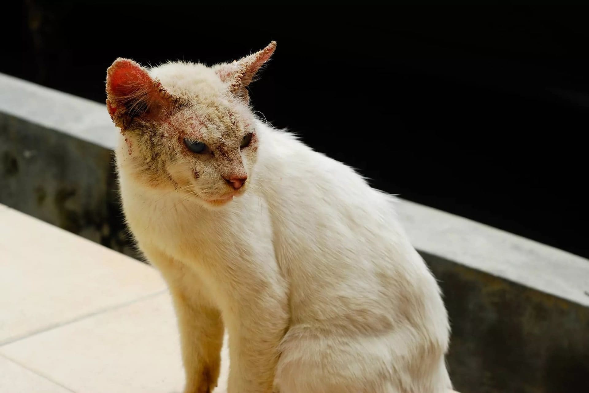 Чесотка у кошек: саркоптоз и нотоэдроз