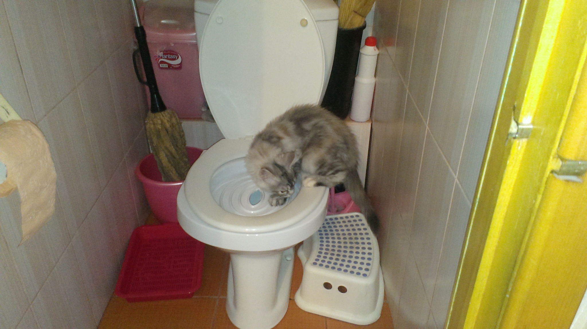 Сколько раз кошка должна ходить в туалет по-маленькому и по-большому?