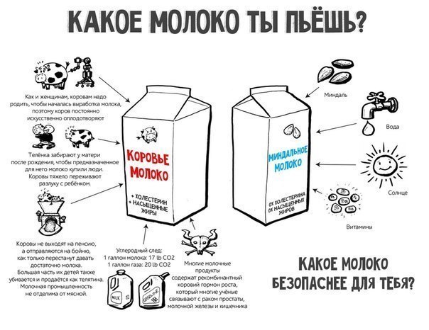 Почему герою рассказа необходимо пить молоко. Чем заменить коровье молоко. Продукты заменяющие молоко. Замена молочных продуктов. Нельзя молоко.