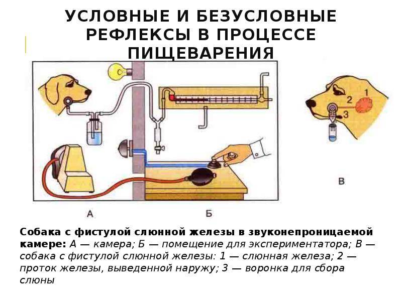 Условные рефлексы картинки примеров