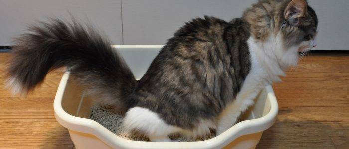 Жидкий стул у кошки: причины, виды поноса, о чем говорит продолжительность и цвет диареи, лечение в домашних условиях