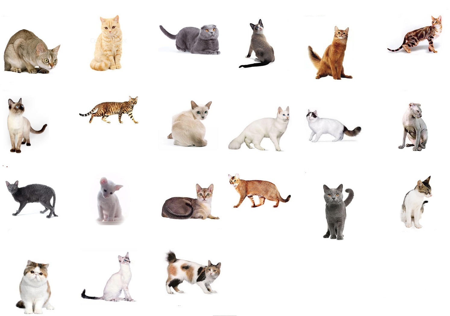 Показать породы кошек с фотографиями и названиями