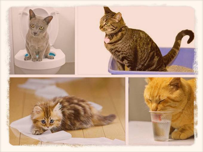 Как и чем лечить понос у котенка в домашних условиях: диета, препараты, уход