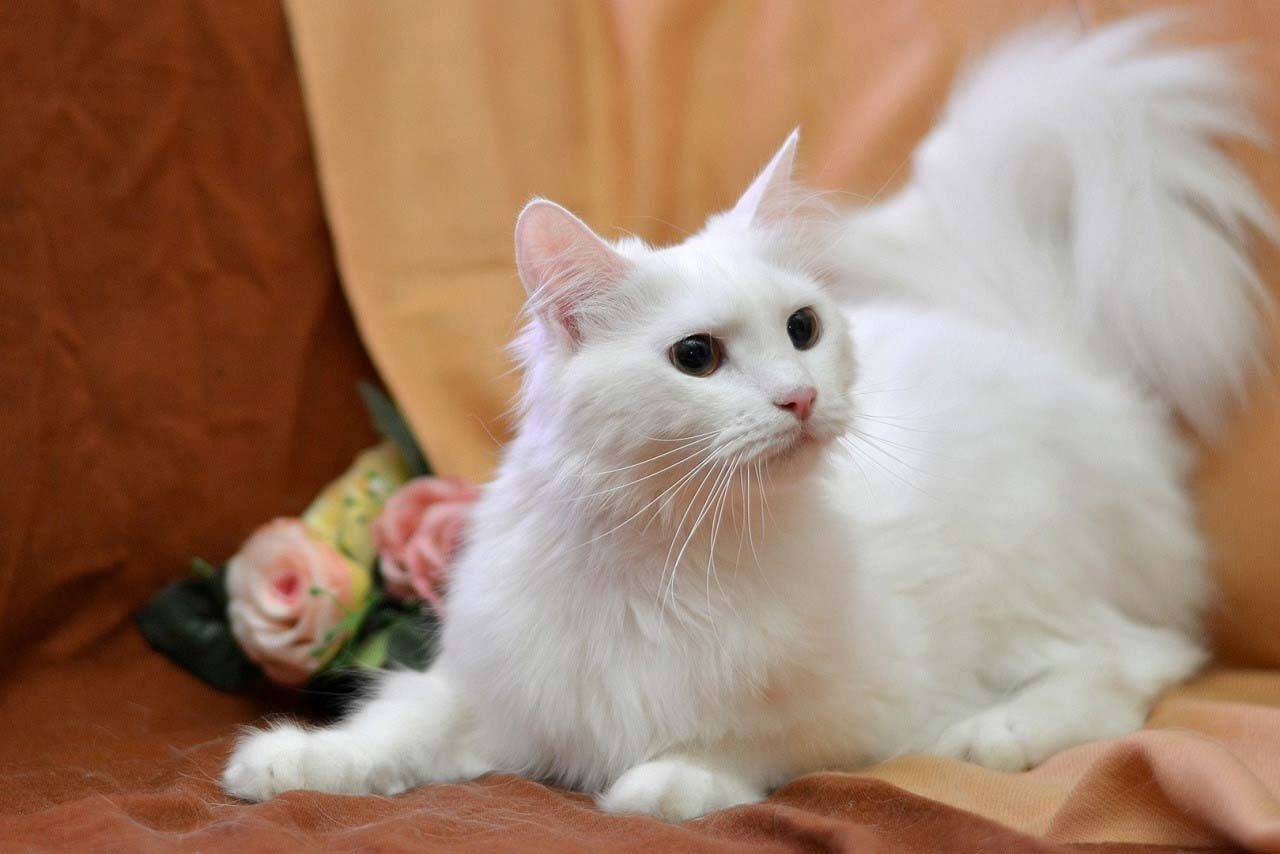 котята турецкой ангоры фото