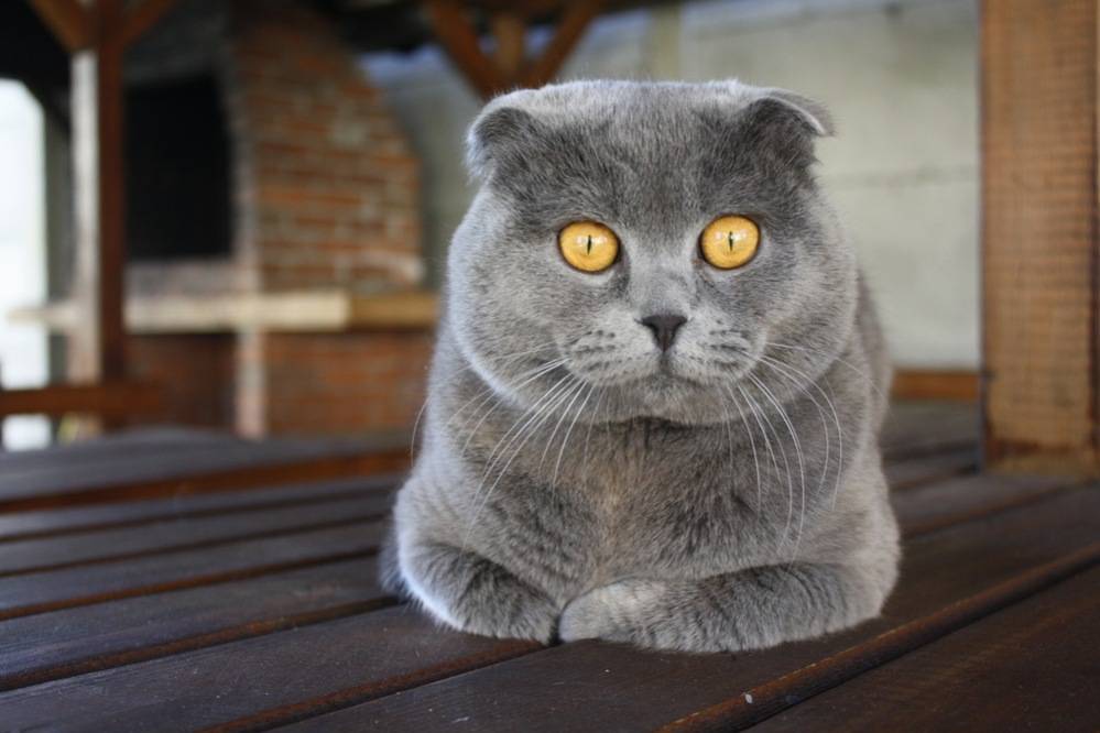 Когда у британских котят меняется цвет глаз. цвет глаз у британских котят