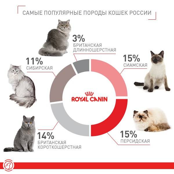 Топ-10 лучших пород кошек – рейтинг 2022 года