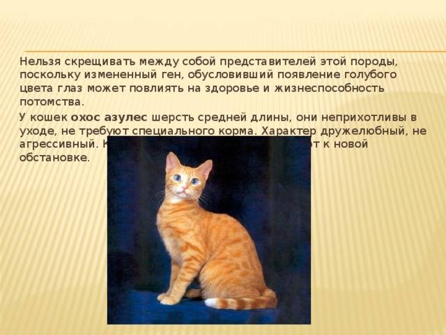 Охос азулес: описание породы кошек с фото, особенности содержания