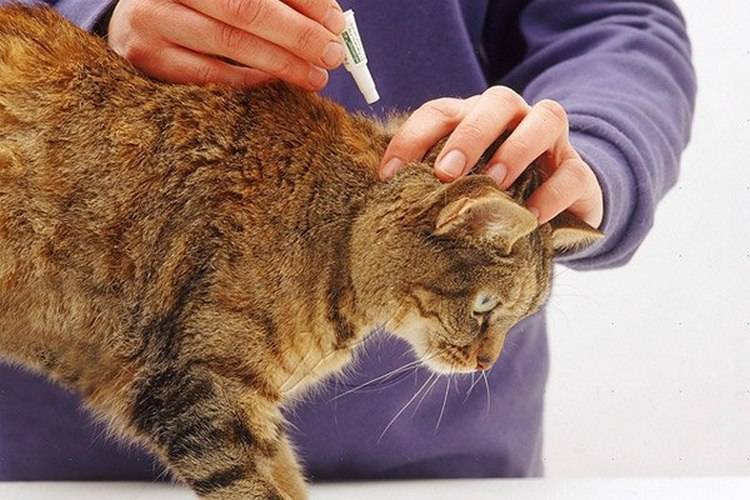 Кошачья блоха: симптомы заражения и способы борьбы с паразитом