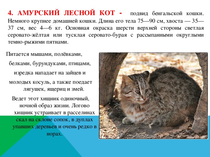 Амурский лесной кот (дальневосточный кот): описание с фото и видео