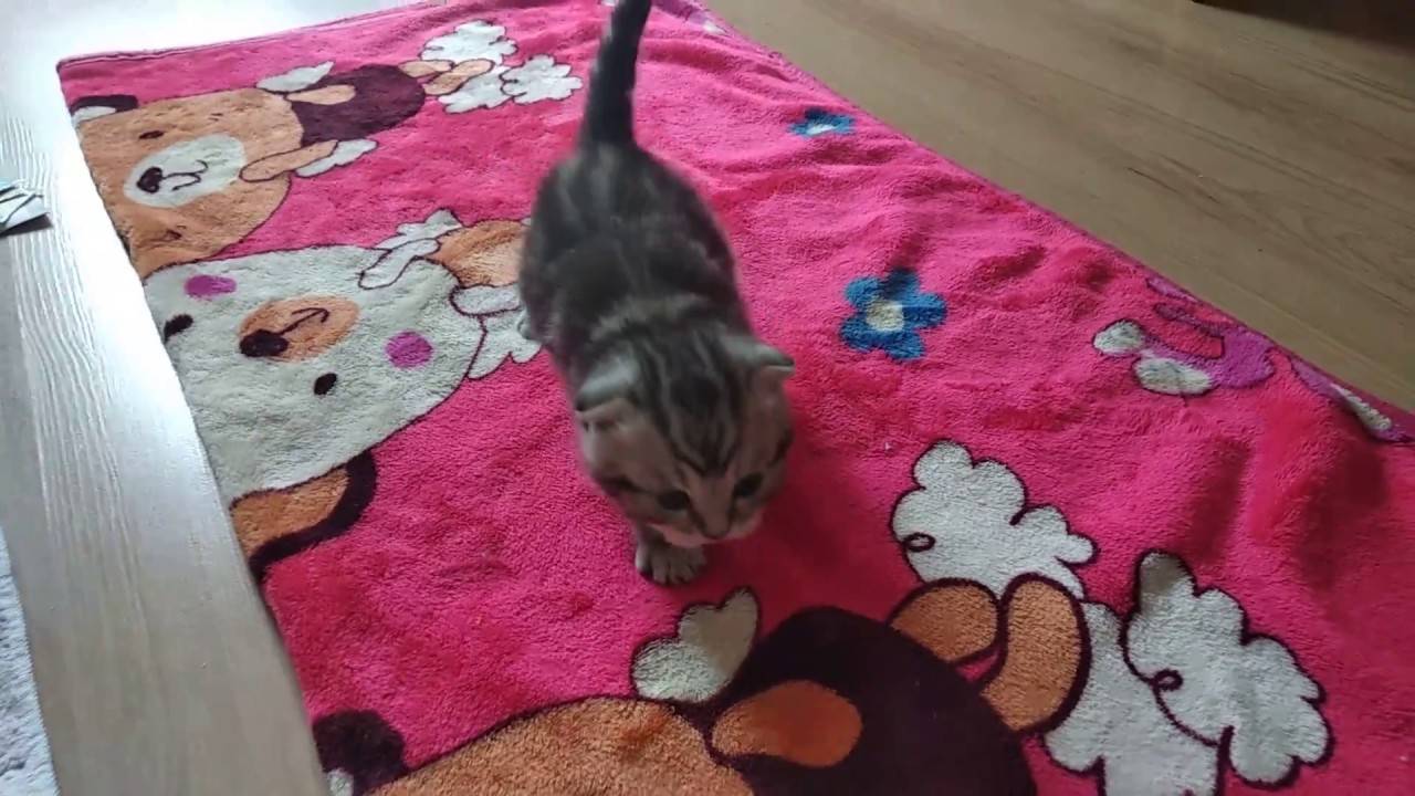 Котенок в доме первые дни - адаптация котенка
