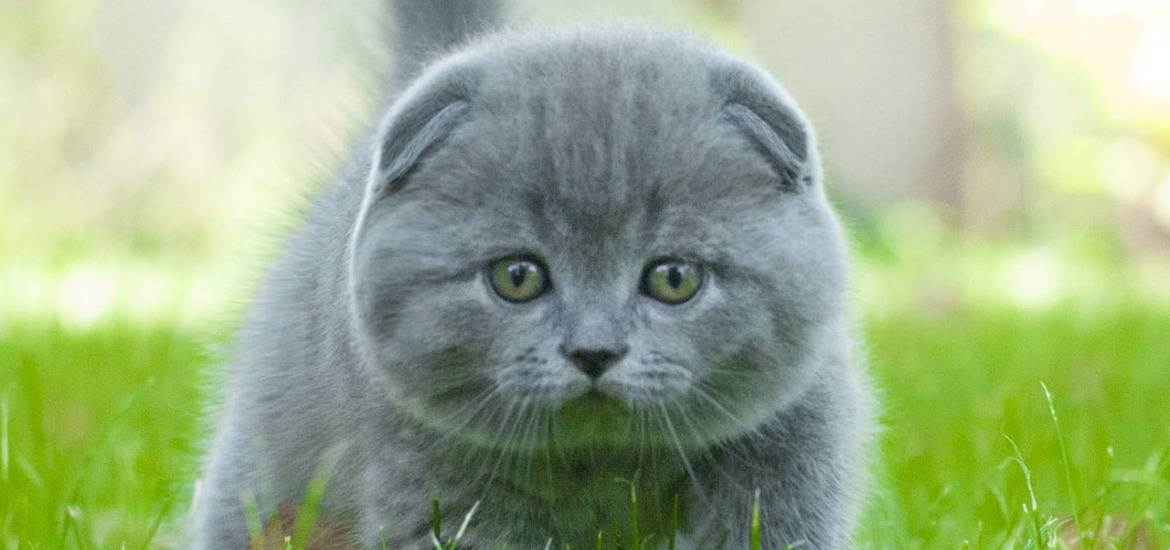 Шотландская вислоухая кошка — скоттиш фолд и хайленд фолд