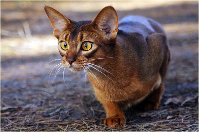 Абиссинская кошка. история, факты, стандарт, характер, фото