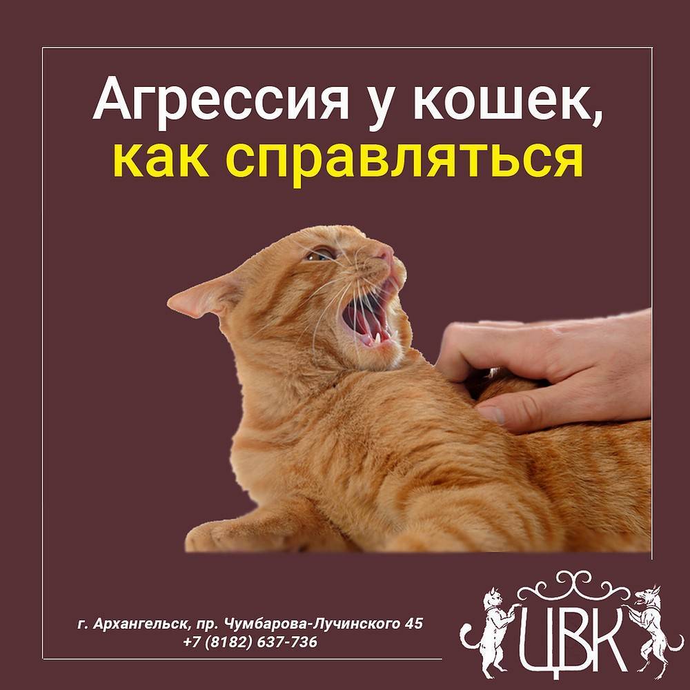 Как успокоить агрессивную кошку — сайт эксперта по животным — howmeow