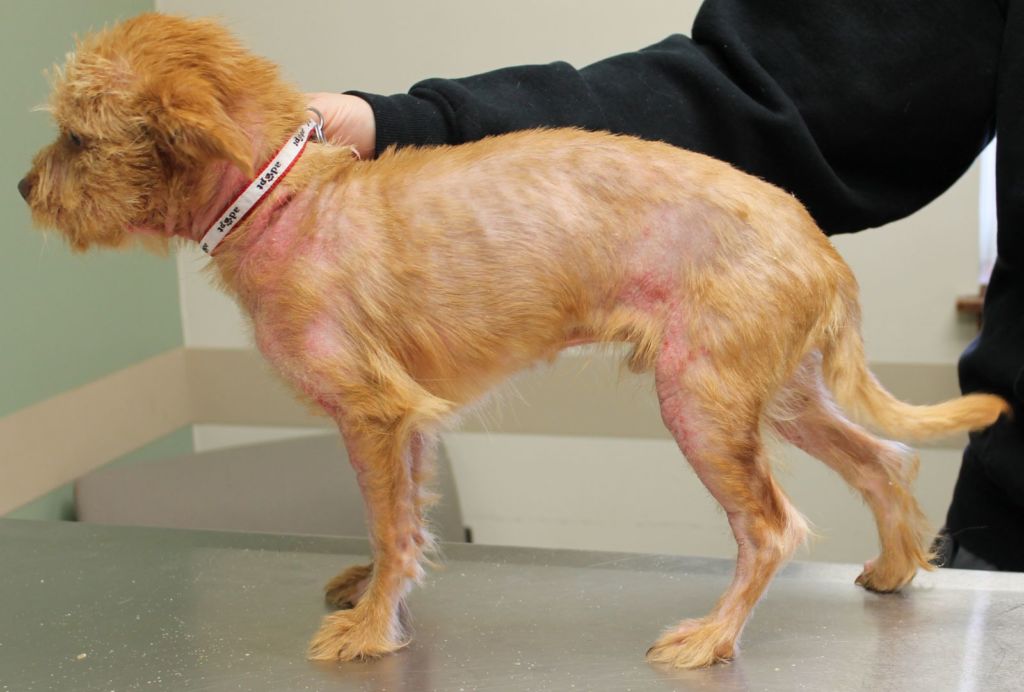 Аллергический отит у собаки: симптомы, лечение в домашних условиях