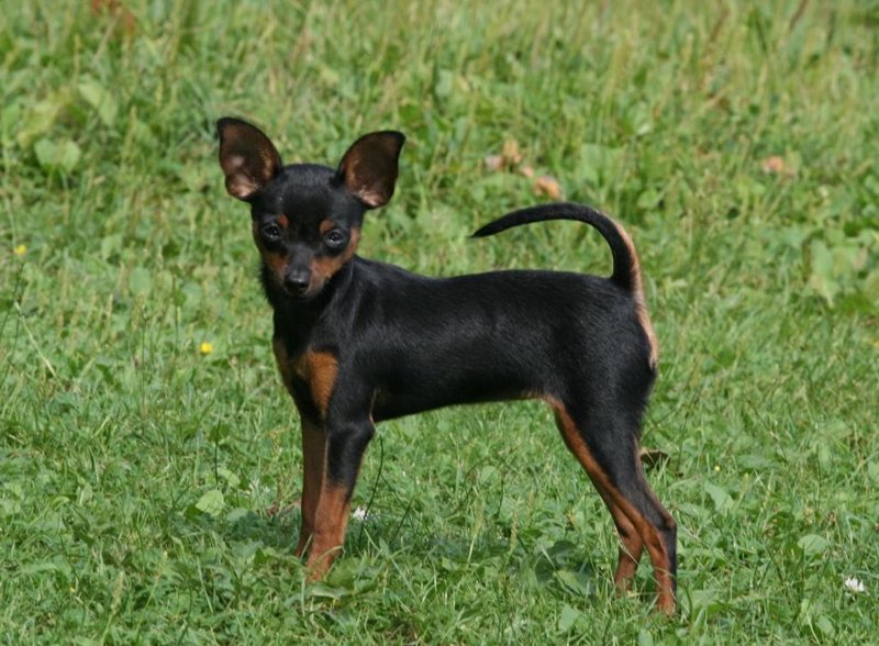 Пражский крысарик — описание породы, характер, фото | все о собаках