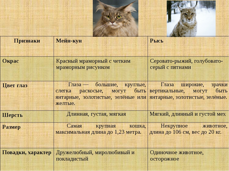 ᐉ как определить породу котенка? - ➡ motildazoo.ru