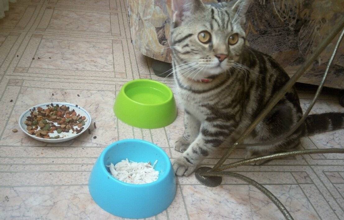 Тревожные сигналы: почему кошка не ест и не пьёт в течение нескольких дней