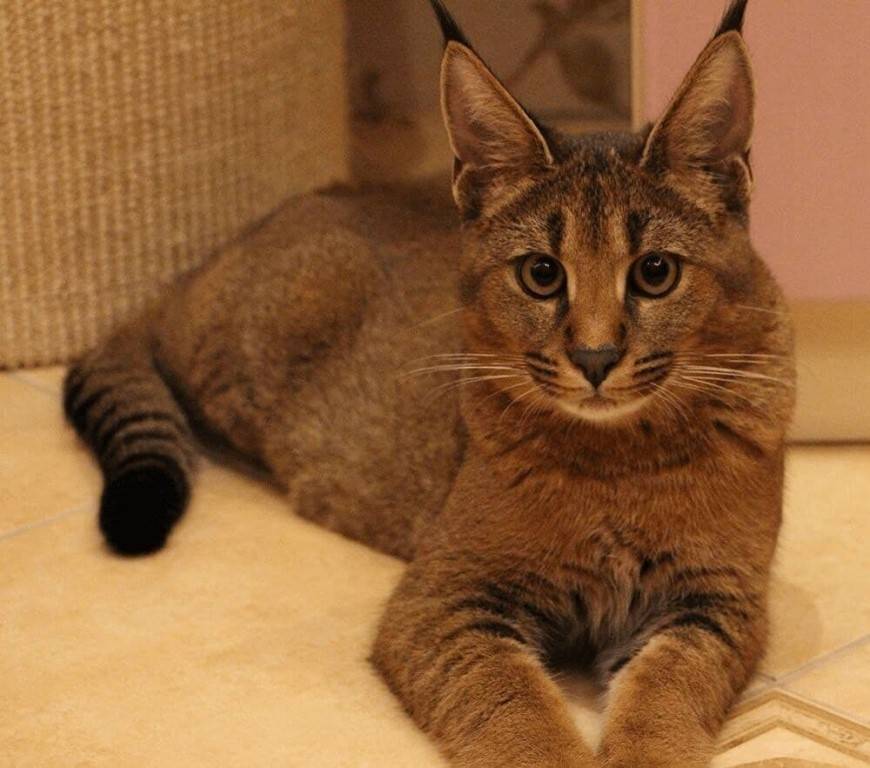 Каракал (кошка): фото, цена котенка, описание породы и уход