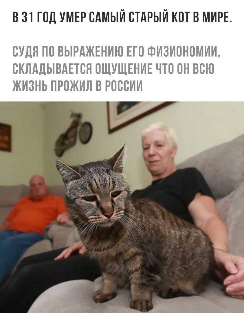 Сколько лет самой старой кошке в мире: рейтинг котов-долгожителей