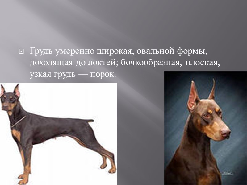 Доберман пинчер