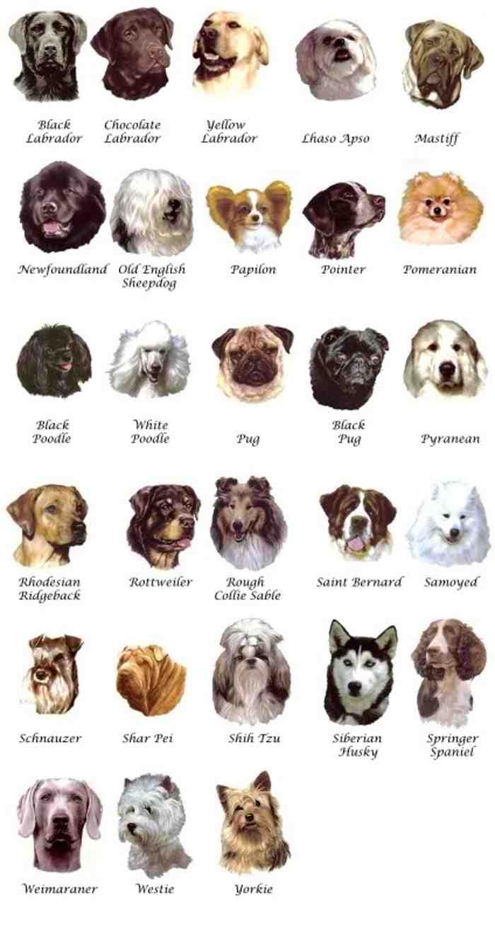 Виды пород собак фото с названиями средние