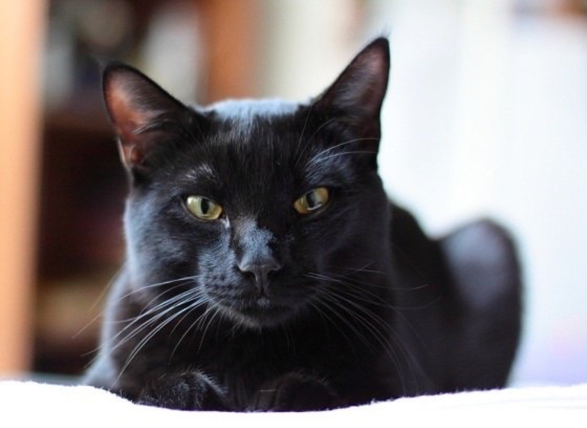 Черные кошки 10. Бомбейская порода кошек. Бомбейская черная кошка. Британская Бомбейская кошка. Чёрная кошка порода Бомбейская.