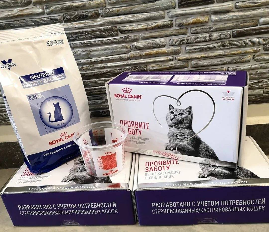 Чем кормить кастрированного кота или стерилизованную кошку в домашних условиях: советы ветеринаров