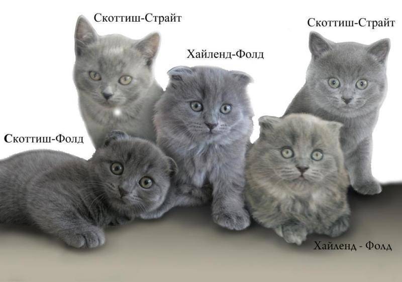 Отличия британских и шотландских кошек: 15 фото, мнение экспертов