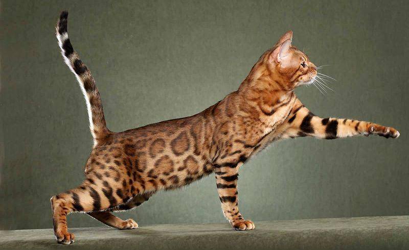 Тойгер кошка: фотография, описание породы, особенности содержания, отзывы владельцев
