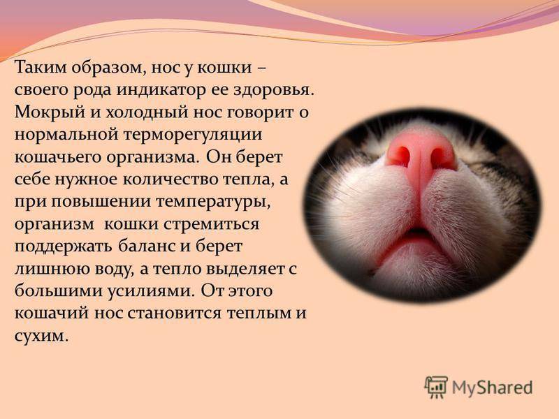 Одышка у кошки - физиологические и патологические причины