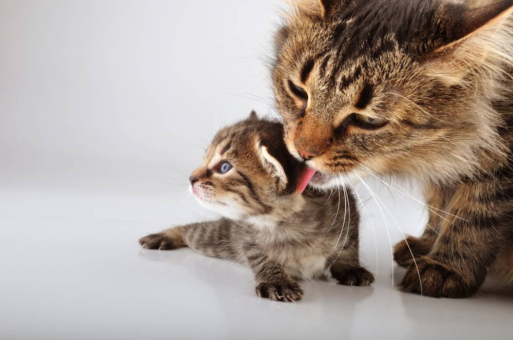 Как ухаживать за новорождёнными котятами с кошкой