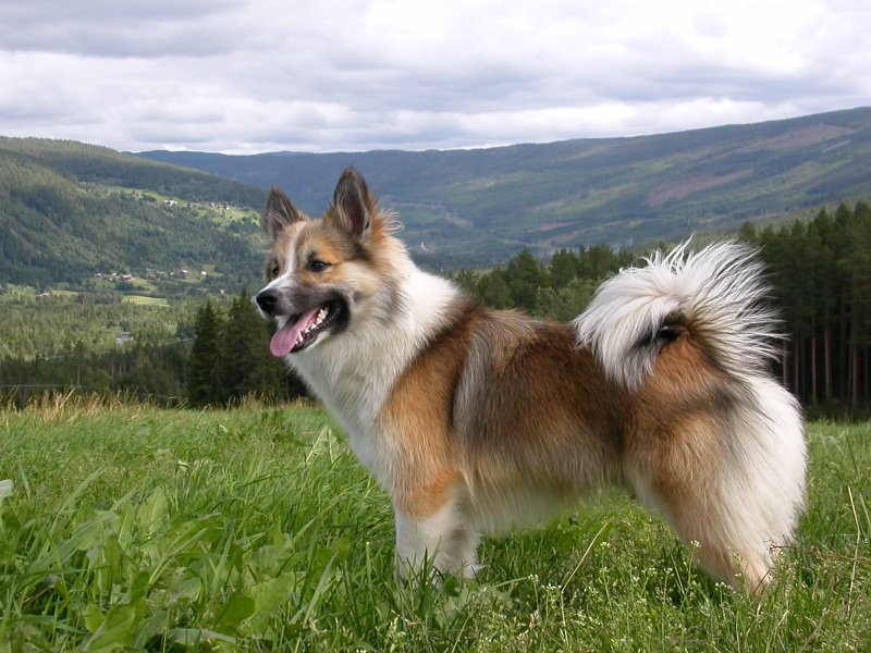 Подробное описание исландских овчарок: внешность и особенности собак