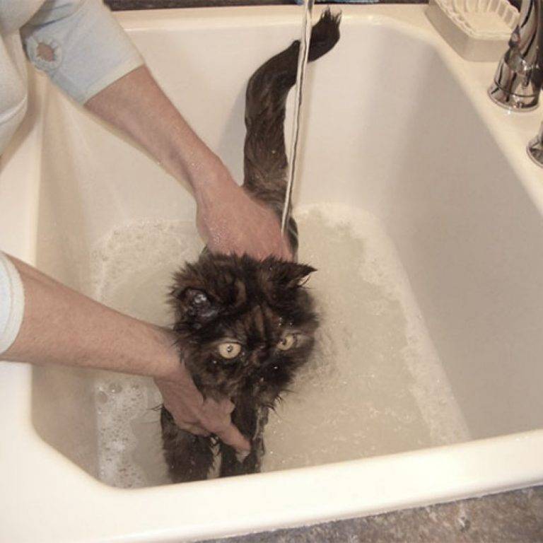 Как мыть сфинкса: как приучить котенка, частота и правила проведения водных процедур
