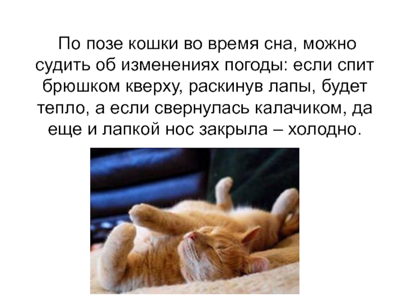 Зачем кошки закрывают морду лапкой во время сна? - gafki.ru