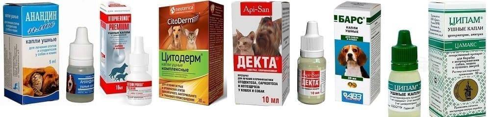 Ушные клещи у кошек: эффективное лечение отодектоза