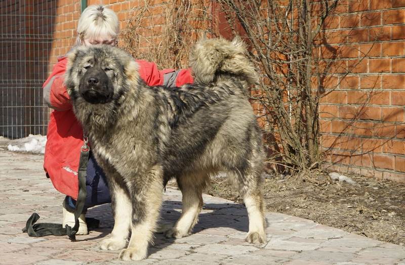 Кавказская овчарка: характеристика породы собак с фото, видео и отзывами, сколько стоит щенок