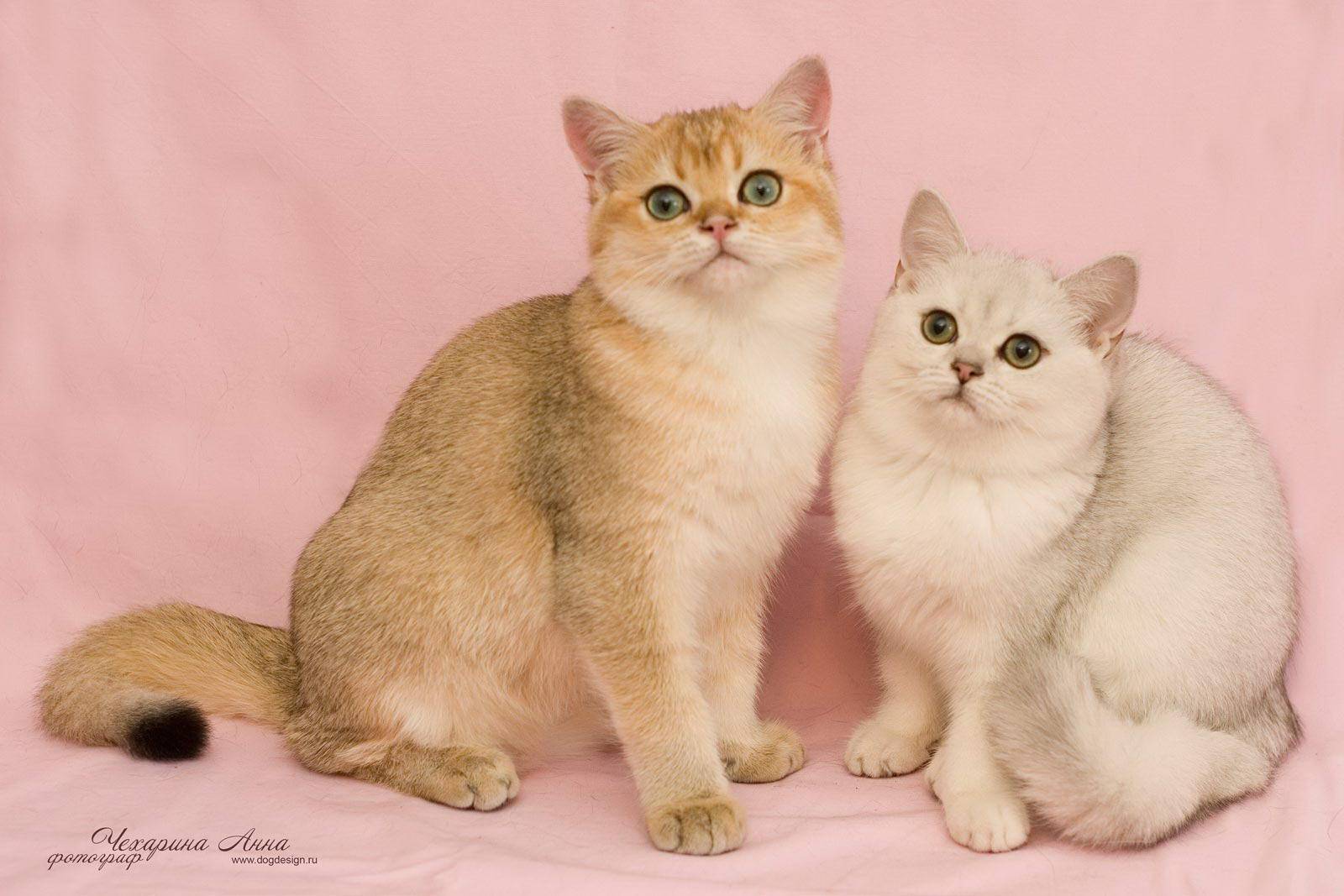 Белый окрас у британских котов и кошек