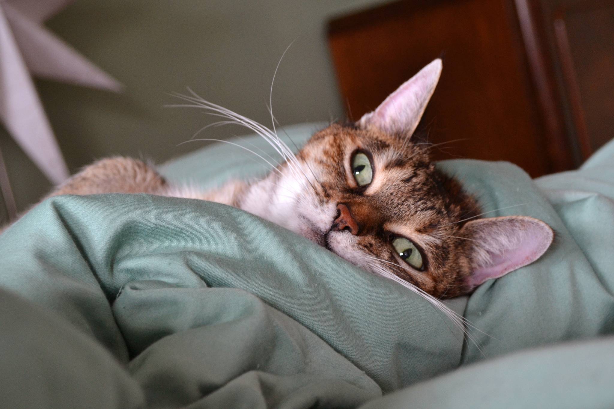 15 мифов о кошках и их разоблачение