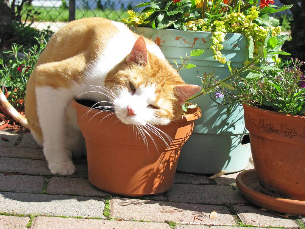 Почему кошка ест землю из цветочного горшка? - oozoo.ru
