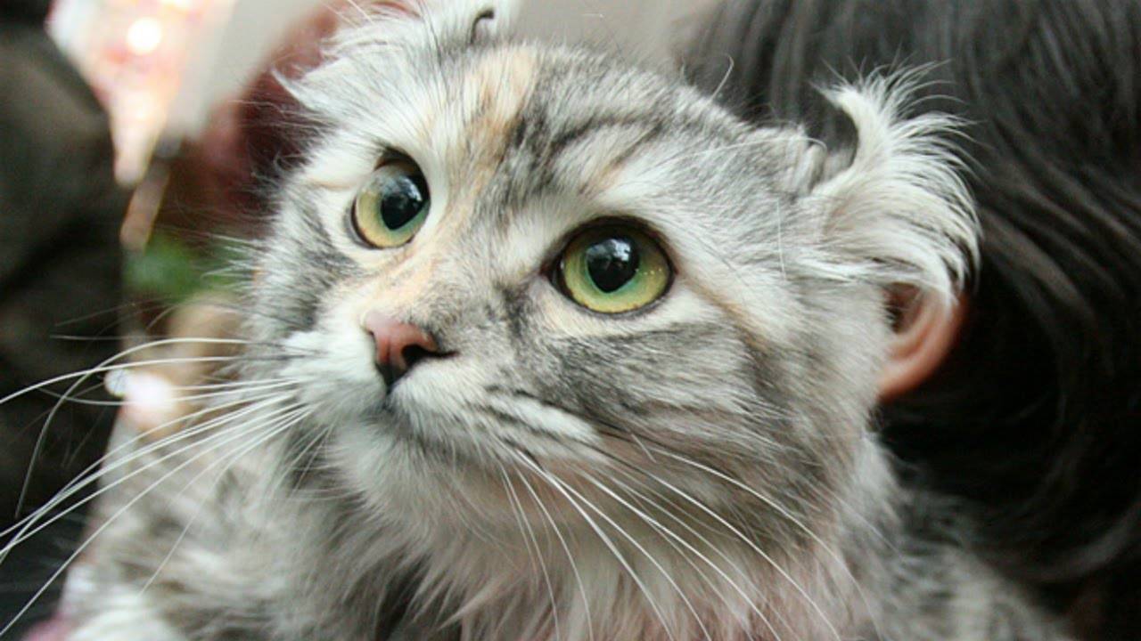 Американский керл (120 фото) — подробное описание породы кошки от а до я. видео, цена, отзывы, содержание и уход