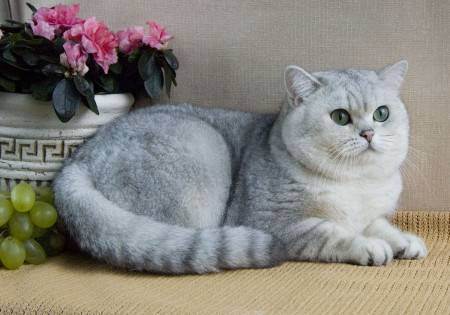 Британская длинношерстная кошка: характер породы, особенности ухода и советы по выбору породистой кошки (95 фото)