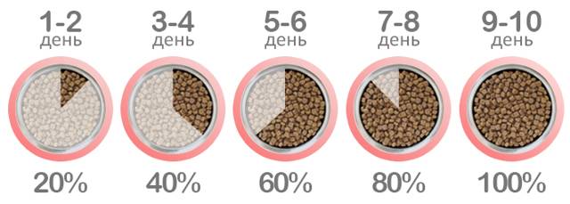 Как правильно перевести кошку или кота на сухой корм?