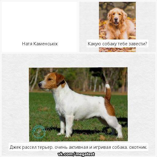 Джек-рассел-терьер — описание породы собаки от а до я