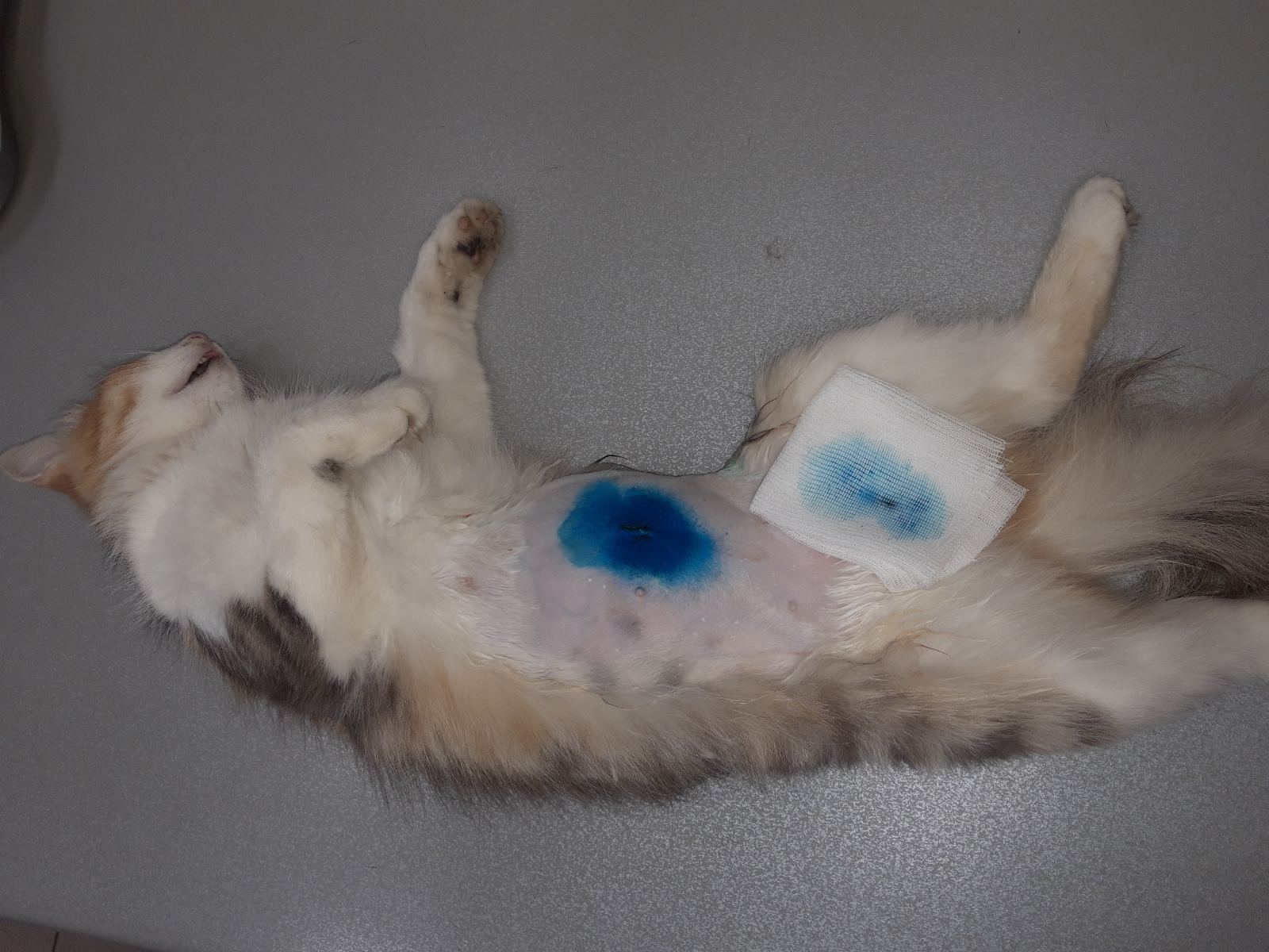 Стерилизация кошек лапароскопическим методом - плюсы и минусы