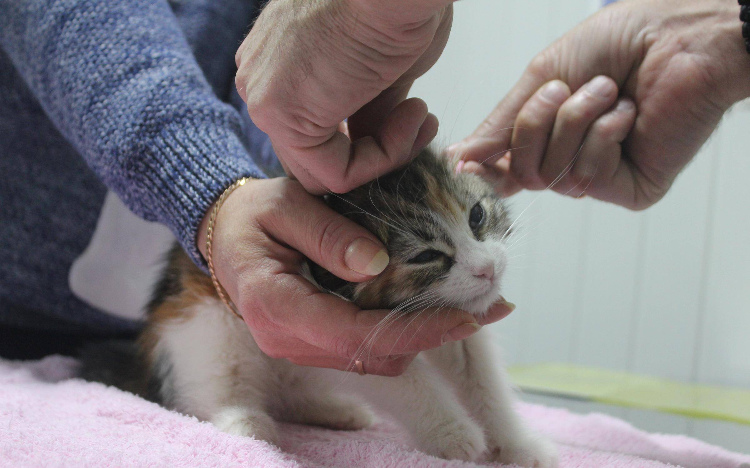 Стоит ли кастрировать кота: оптимальный возраст, вредно ли, что будет если не провести операцию