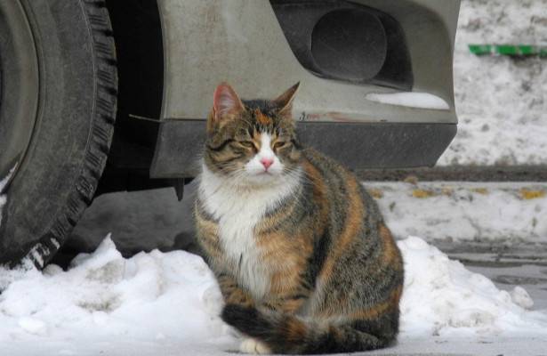 Коты и кошки зимой. при какой температуре кошки могут жить на улице: какие породы не переносят холода поведение кошек в зимний период